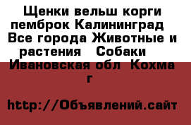 Щенки вельш корги пемброк Калининград - Все города Животные и растения » Собаки   . Ивановская обл.,Кохма г.
